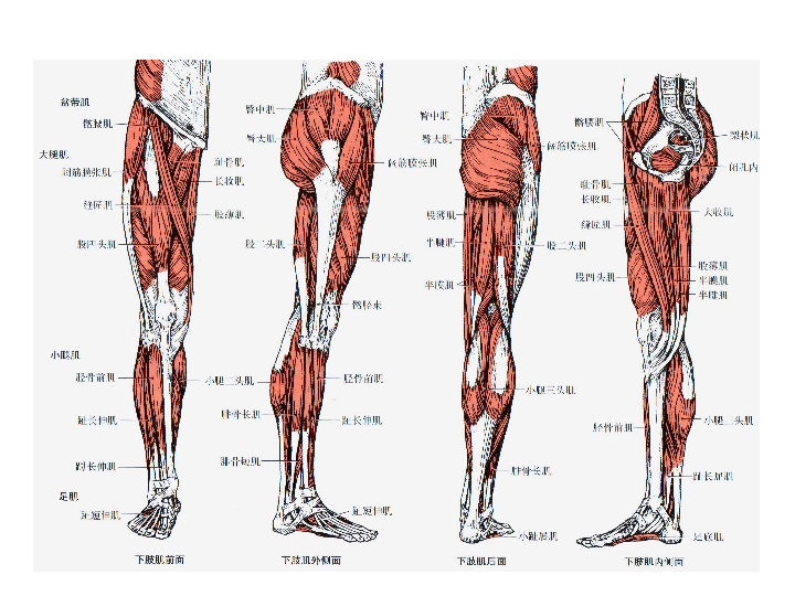 运动解剖学13—下肢肌